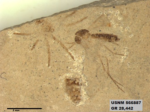 Insecta