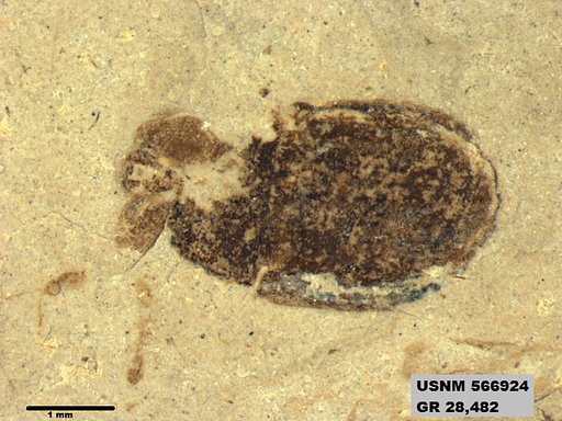 Genus sp