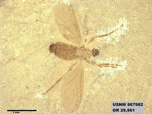 Insecta