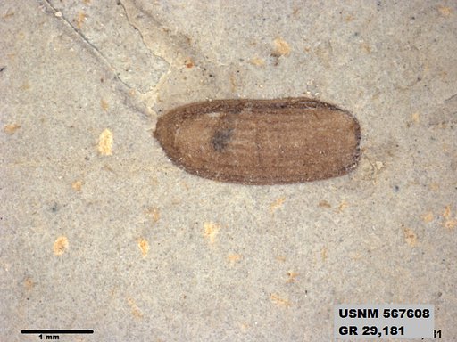 Insecta