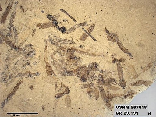 Genus sp