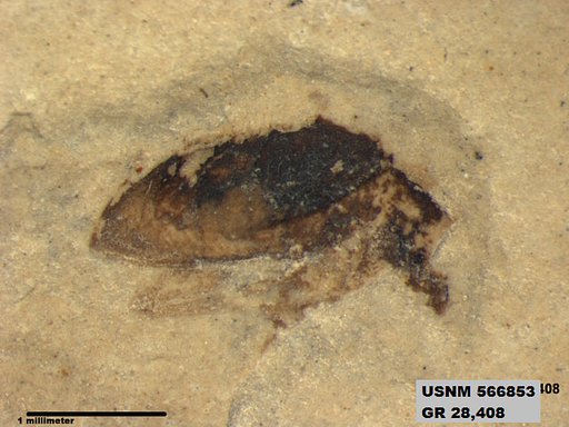 Insecta
