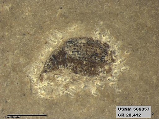 Insecta
