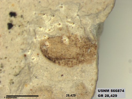 Genus sp