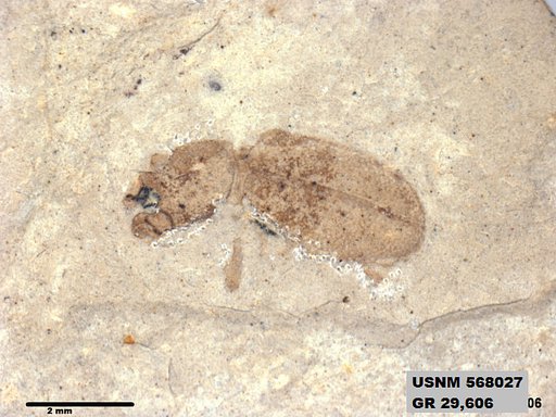 Insecta