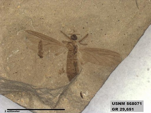 Insecta