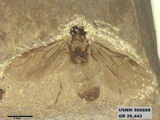 Insecta