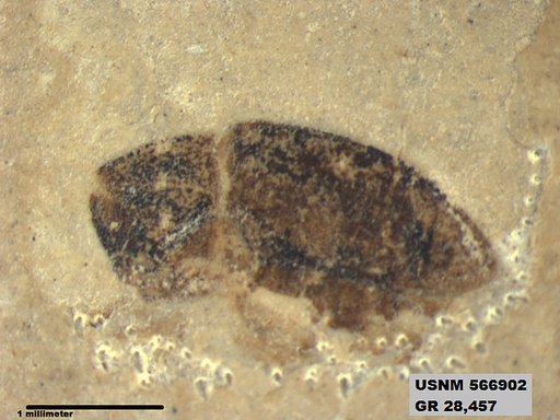 Insecta