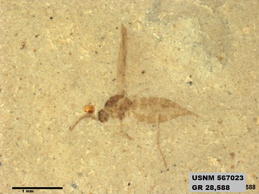 Insecta