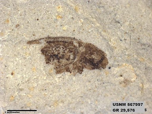 Insecta