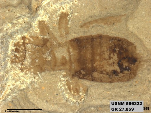 Genus sp