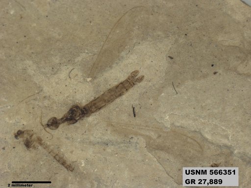 Genus sp