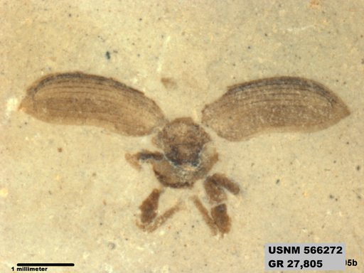 Genus sp