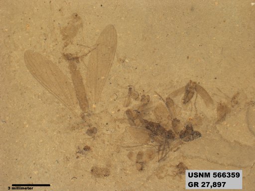 Genus sp