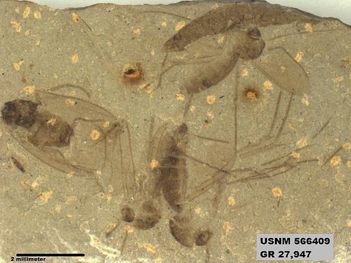 Insecta