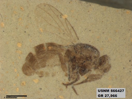 Insecta