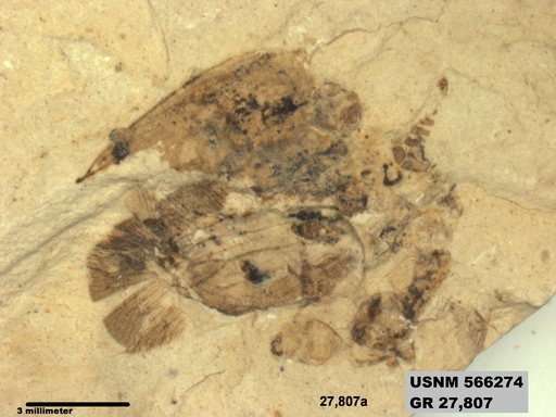 Genus sp
