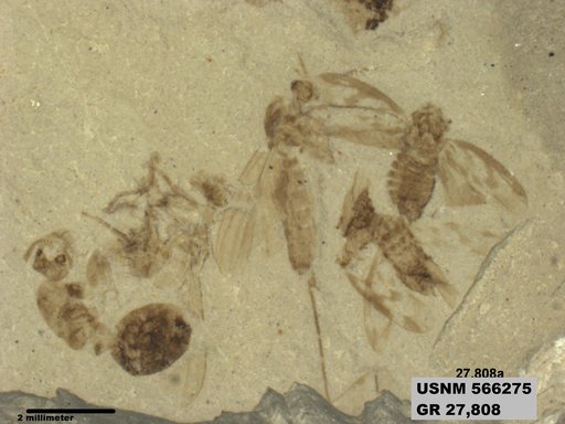 Genus sp