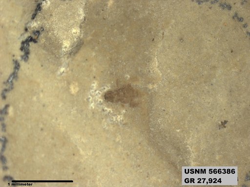 Tipula sp