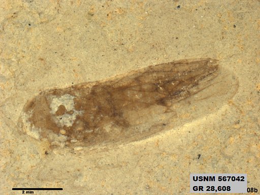 Genus sp