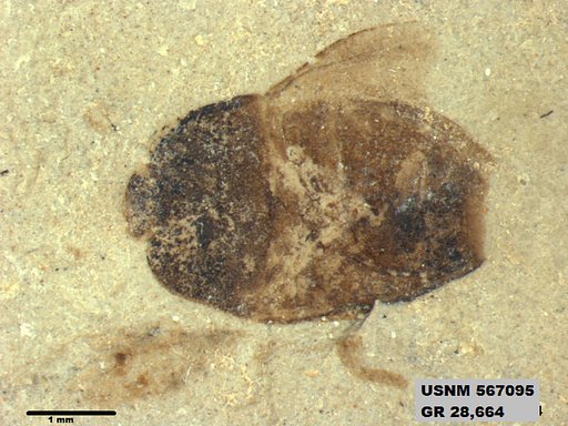 Genus sp