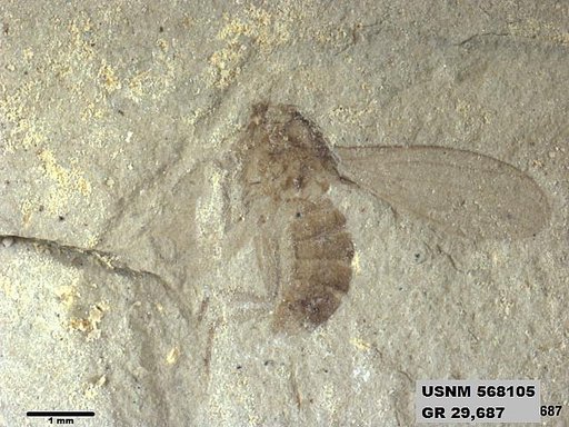 Genus sp