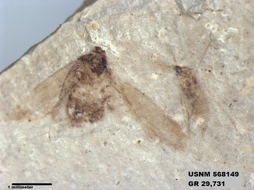 Genus sp