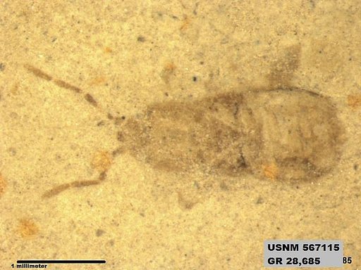 Genus sp