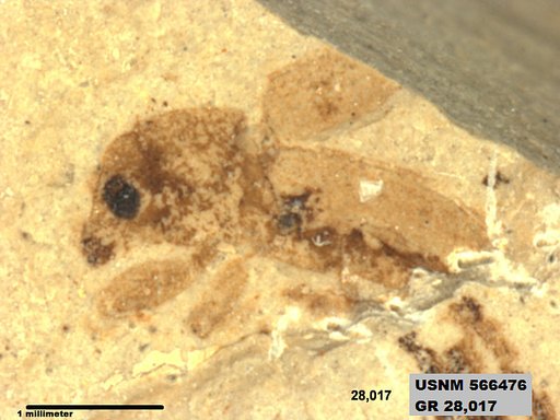 Insecta