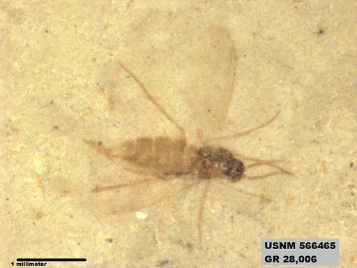 Insecta