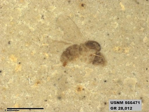 Insecta