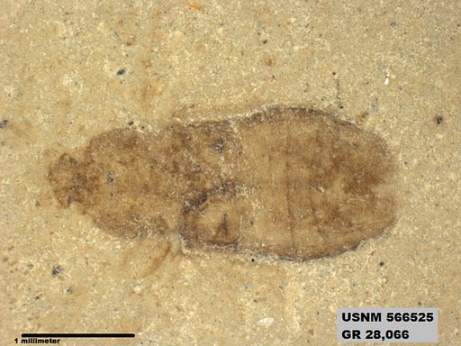 Genus sp