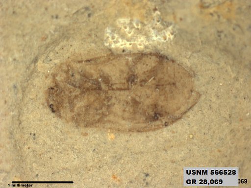 Genus sp