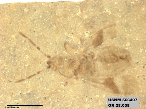 Genus sp