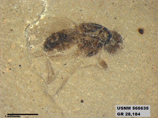 Genus sp