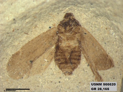 Genus sp