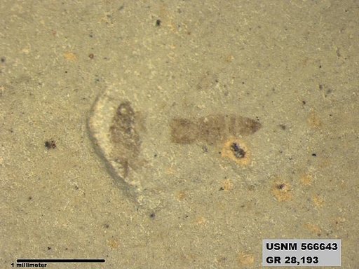 Genus sp