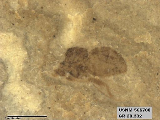 Insecta