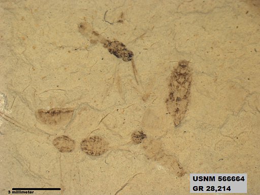 Genus sp