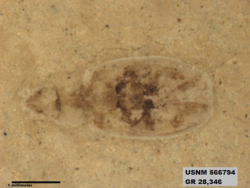 Insecta