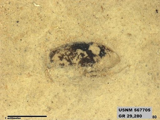 Genus sp