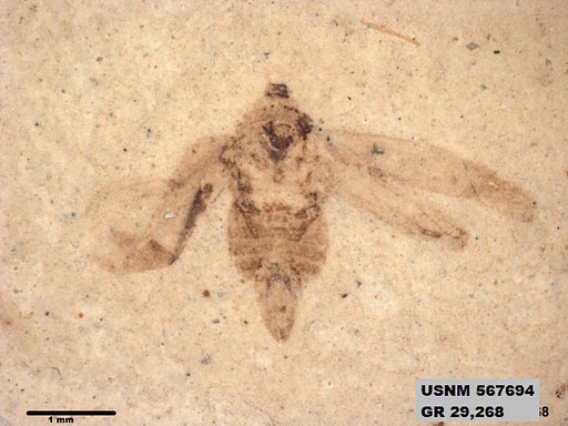 Genus sp