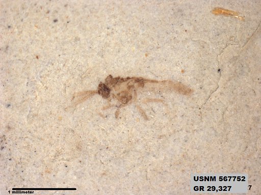 Genus sp