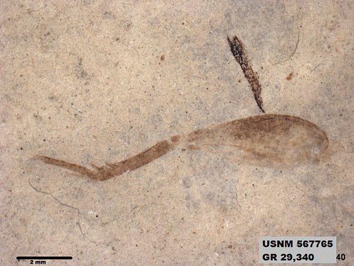 Genus sp
