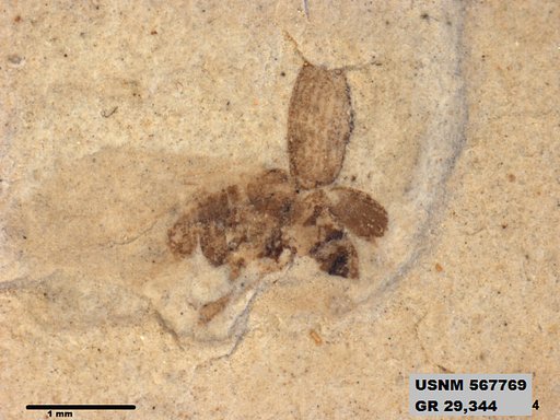 Genus sp