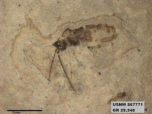 Insecta