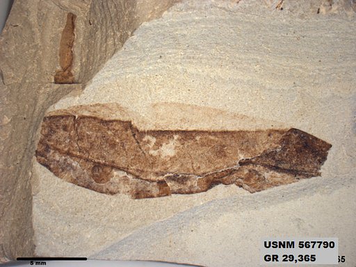 Genus sp