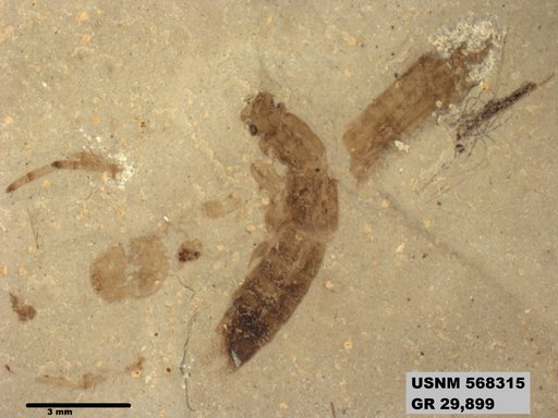Genus sp