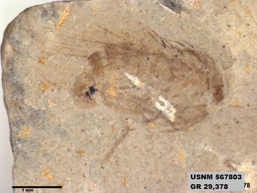 Genus sp