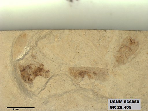 Genus sp